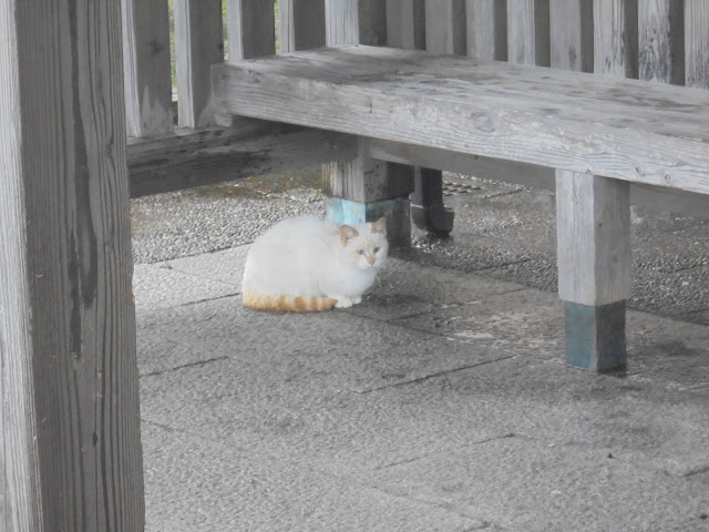 皆生温泉海遊ビーチの東屋で見かけた猫