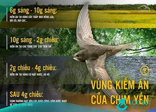 Thời gian và vùng chim yến kiếm ăn trong ngày.