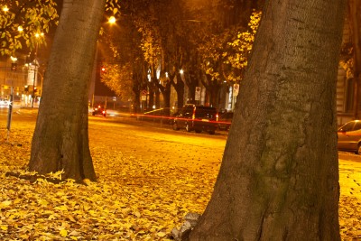 Picture of dry leaves and trees along a street