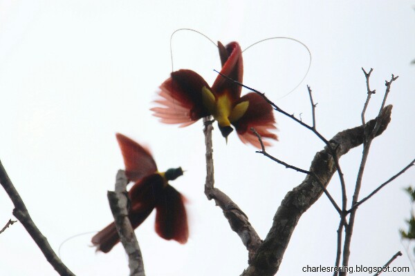 Red Bird of Paradise (Paradisaea rubra)