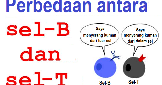 Catatan prestasi Guru Biologi SEL LIMFOSIT B DAN SEL LIMFOSIT T