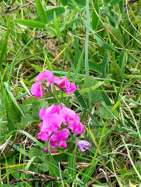 Broad-leaved Everlasting Pea Lathyrus latifolius, Indre et Loire, France. Photo by Loire Valley Time Travel.