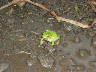 hyla arborea