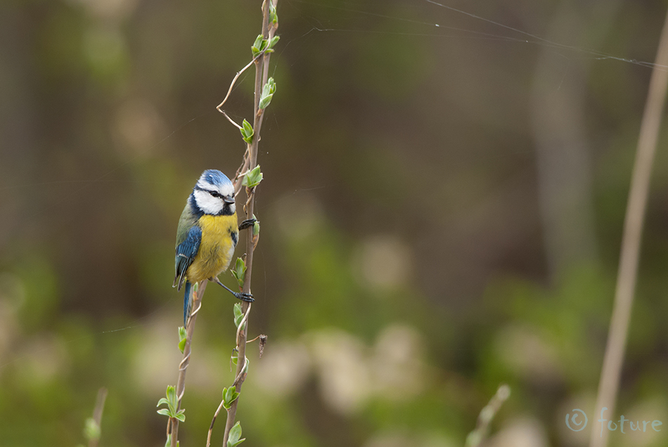 Sinitihane, Cyanistes caeruleus, Eurasian blue tit, tihane