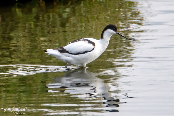 Avocet