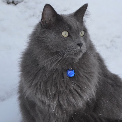 splendide chat gris plein de charme