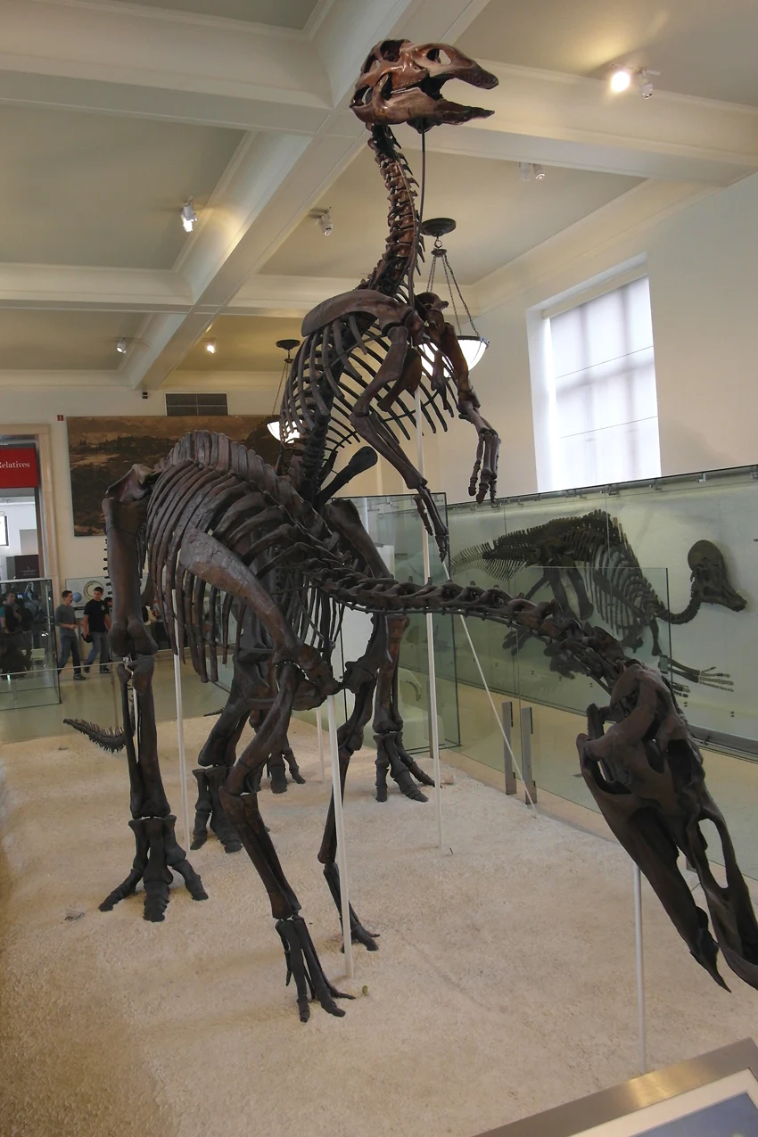 Amerykańskie Muzeum Historii Naturalne w Nowym Jorku