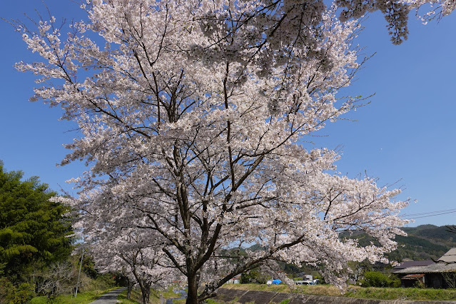 法勝寺川桜並木道　ソメイヨシノ桜