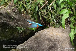 カワセミの飛立ち写真2