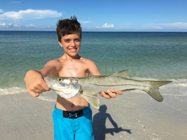 In the middle of summer, Snook are found chasing green backs right up at waters edge where the waves break.