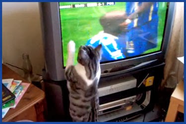 Fernseher verwirrt Katze