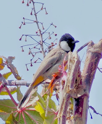 "White-eared Bulbul Pycnonotus leucotis , sitting on a branch, not a common visitor."