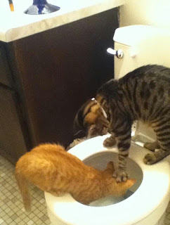 CAT PUSHING OTHER CAT'S HEAD IN THE TOILET