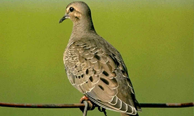 Types Of Doves Birds