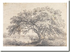 constable tree