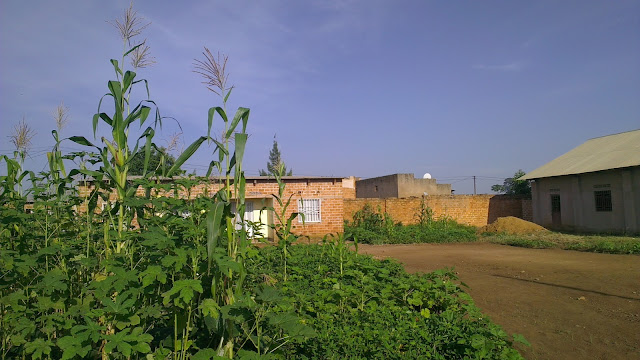 farine de maïs, crise