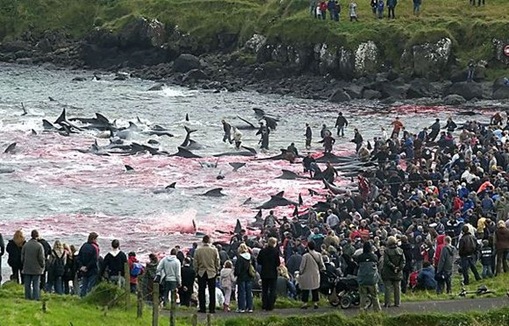 Brutality as a Ceremonial Act disturbing images