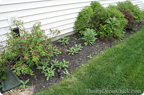 getting rid of prickly weeds