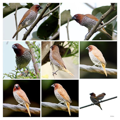 Scaly-breasted Munia