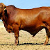 Sapi Droughmaster