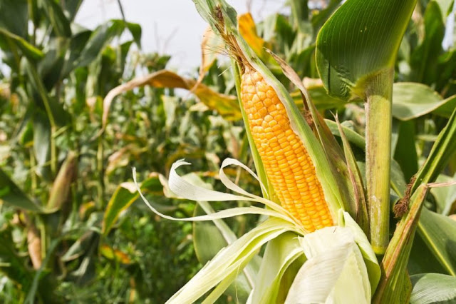 Американской кукурузе и сое закрыли "въезд" в Россию