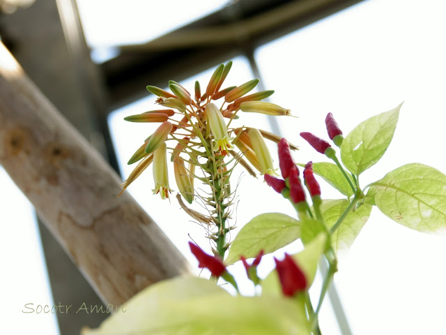 Aloe & Capsicum frutescens