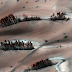 NASA Probe Photographs Trees But On Mars