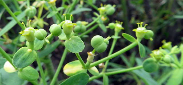 Euphorbia regis-jubae