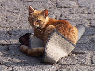 Ortaköy Kedisi