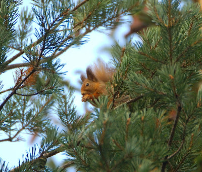 red squirrel (Sciurus vulgaris)