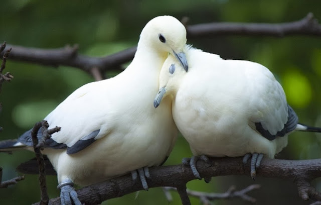 Beautiful Love Pigeons HD Wallpaper Free