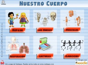 http://www.vedoque.com/juegos/el-cuerpo.swf