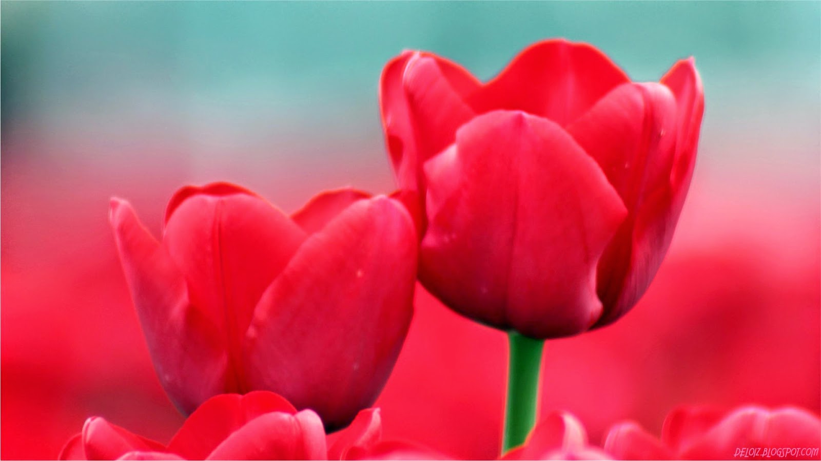 Wallpaper Bunga Tulip Merah Deloiz Wallpaper