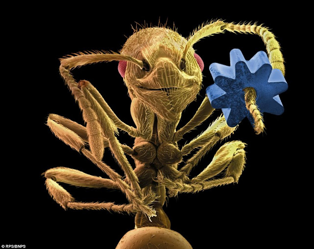 Цветная сканирующая электронная микрофотография муравья-листореза, держащего шестеренку от микромеханического устройства