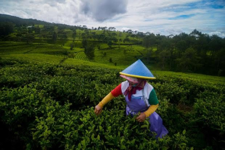 Perkebunan teh Ciwidey