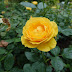 Yellow Rose | Poetry of Light