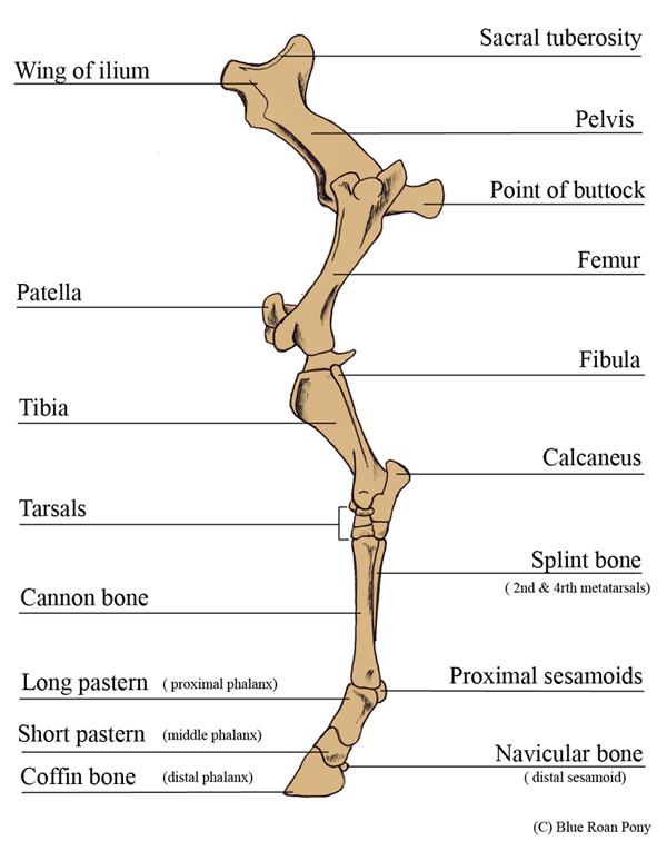 Forever Horses: Anatomy of the Equine Hindleg