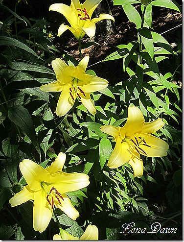 Lily_Stargazer_Golden