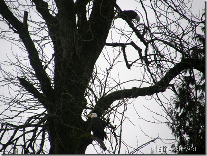 Eagle pair