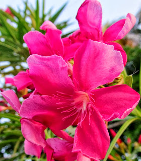 PINK FLOWER