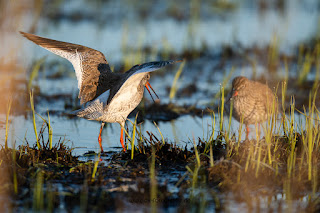 Wildlifefotografie Rotschenkel Ochsenmoor Olaf Kerber