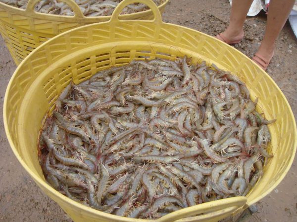 Analisa Peluang Budidaya Udang Yang Menjanjikan