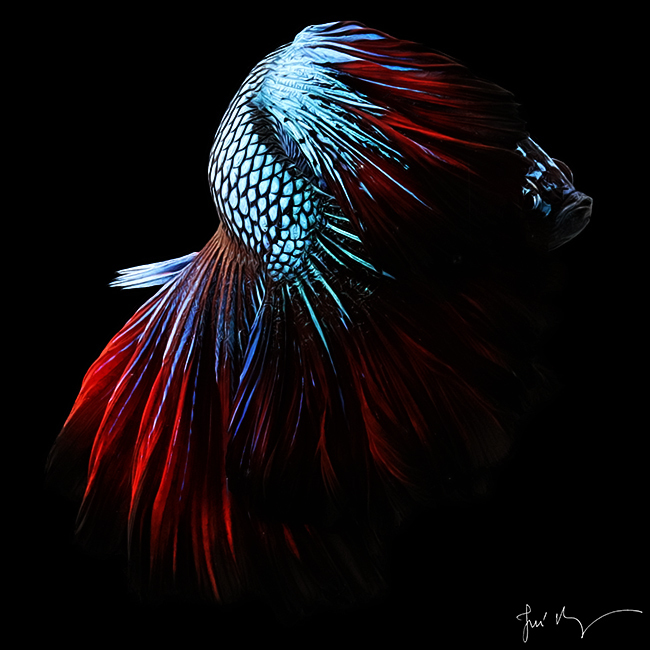 Betta Fish Wallpaper For Android Ikan  Cupang Hias Koi  