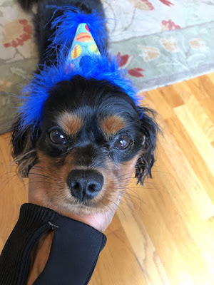 The Writer's Pet: Nicole Blades' dog Murphy, a Cavalier King Charles Spaniel, wearing a birthday hat