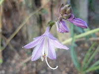 Hosta