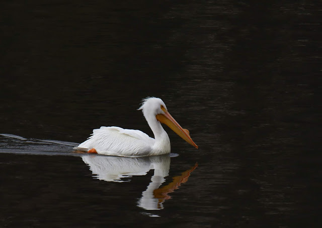 American White Pelican