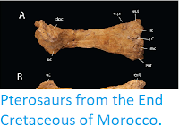 https://sciencythoughts.blogspot.com/2018/12/pterosaurs-from-end-cretaceous-of.html