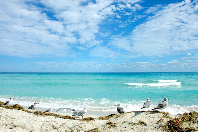 siesta key beach