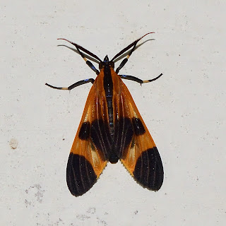 orange and black moth