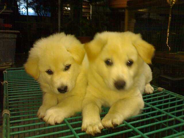 Anak Anjing Lucu dan Imut